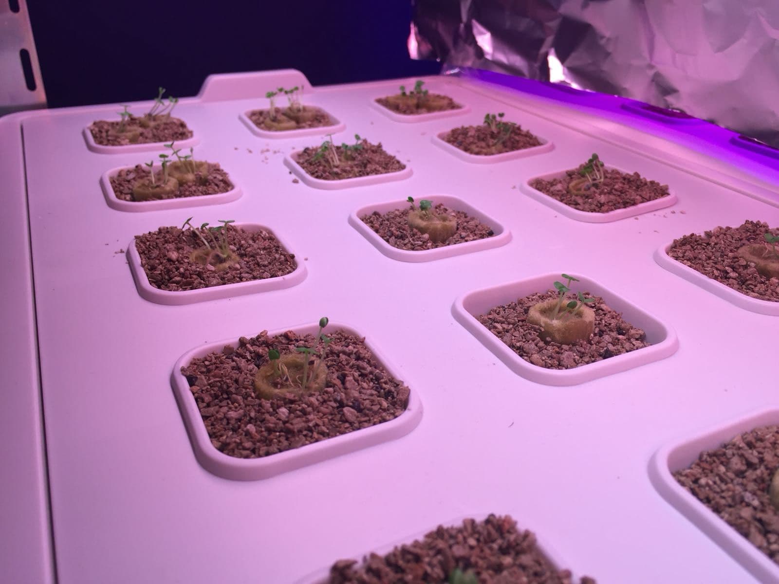 A hydroponic farm built in a bedroom